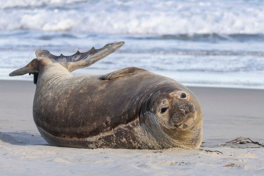 A southern elephant seal scrunches up into a banana-like posture with its face and tail.