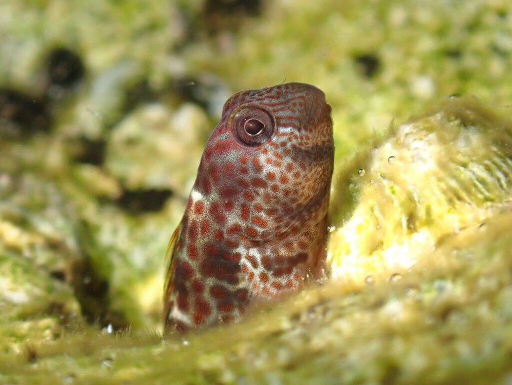 An oblong fish with rusty red-colored spots pokes its head out of a rocky crevice.