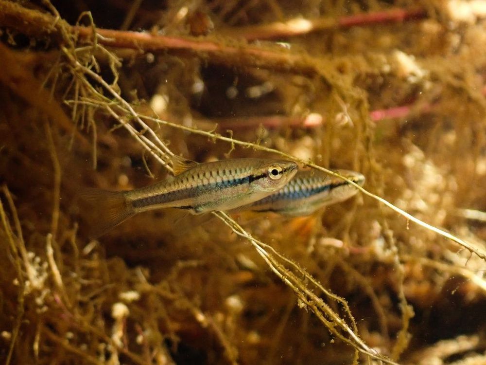 Two small narrow fish with beige-brown bodies and single black stripes down their middles swim amongst twigs and roots.