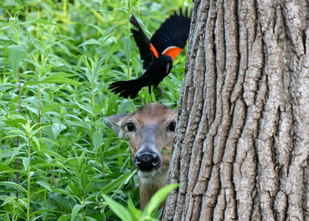 A deer stares into the camera, calmly munching on a plant, as a red-winged blackbird jumps and flaps on its head.
