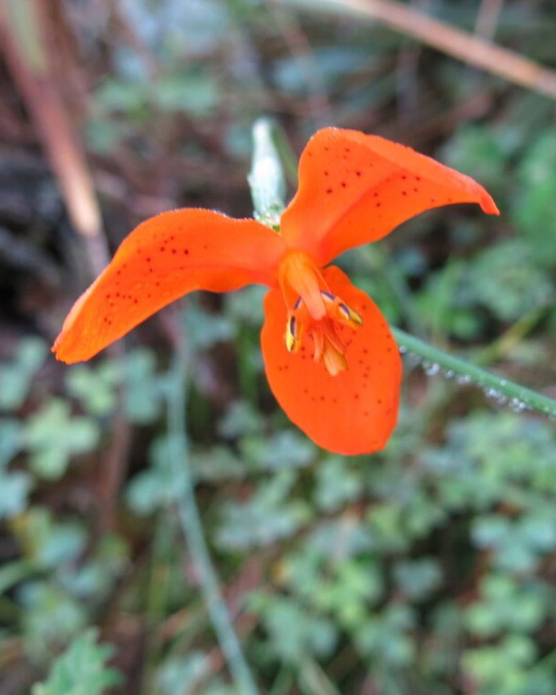 The flower has three bright orange petals.