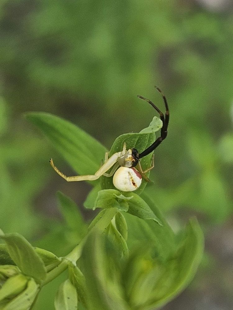 A spider that's half pale-yellow and half dark-brown perches on a leaf. It has a large, pale-yellow thorax.