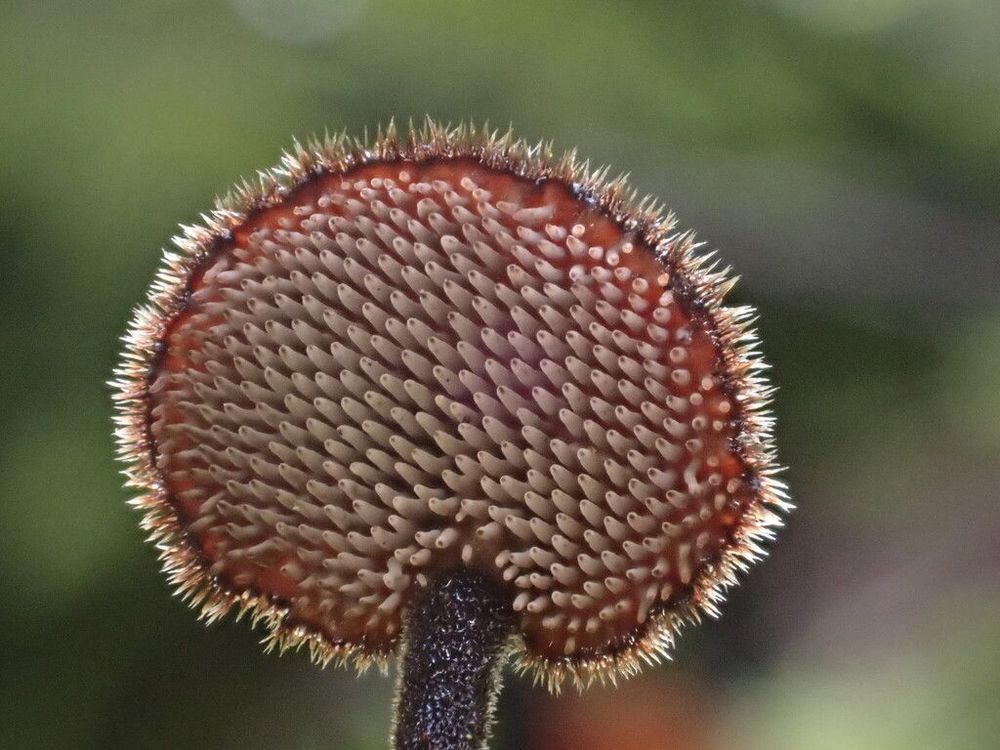 Close-up photograph of an earpick fungus. The small mushroom has a dark brown, round cap covered with fine bristly hairs. It grows on a thin, hairy stem. Underneath the cap are tiny tooth-like spines. 