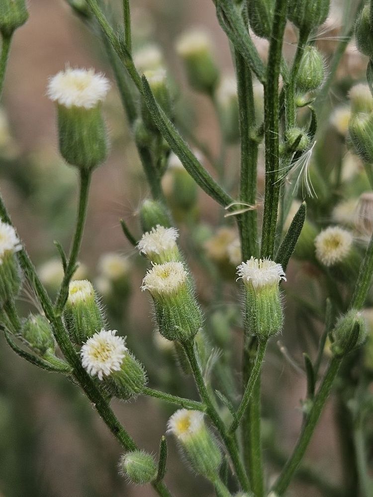 A plant with white flowers and fuzzy green stems. 