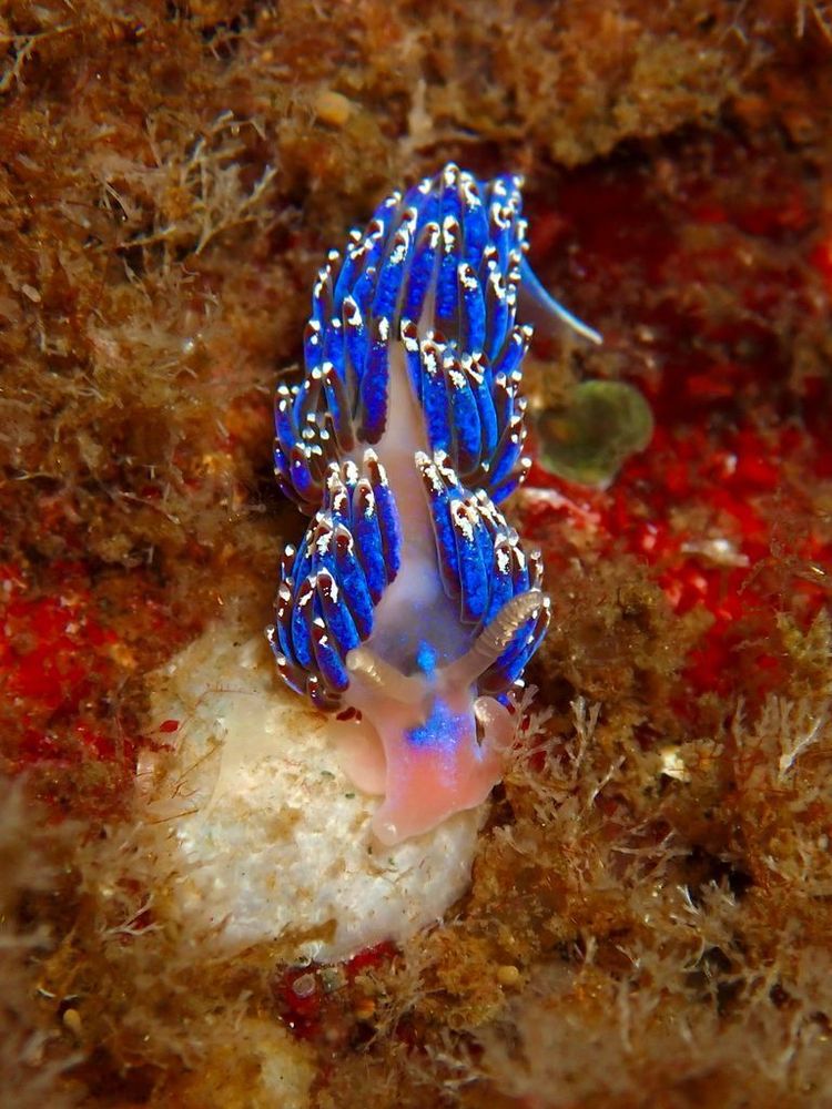 A sea slug with a translucent body and bright blue cerata crawls along a patch of algae.