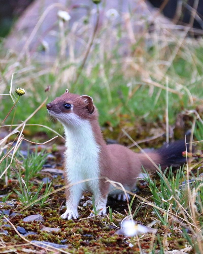 The stoat stretches up to look around, and it's surrounded by various flowering plants.