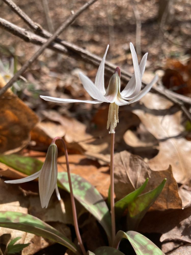Two white fawnlily flowers , facing downwards. The plant has emerged from bown leaf litter.