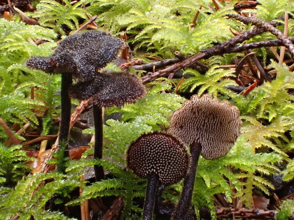 Several earpick fungus mushrooms. Each has a dark brown, round cap covered with fine bristly hairs that grow on a thin, hairy stem. Underneath the caps are tiny tooth-like spines. 