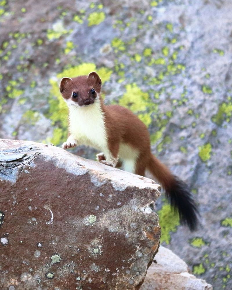 A brown and white stoat with a black-tipped tail perches on a lichen-covered rock.
