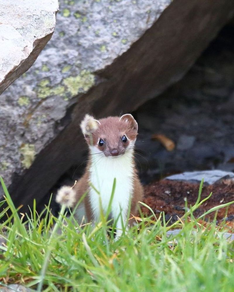The stoat stares directly into the camera (and your soul).