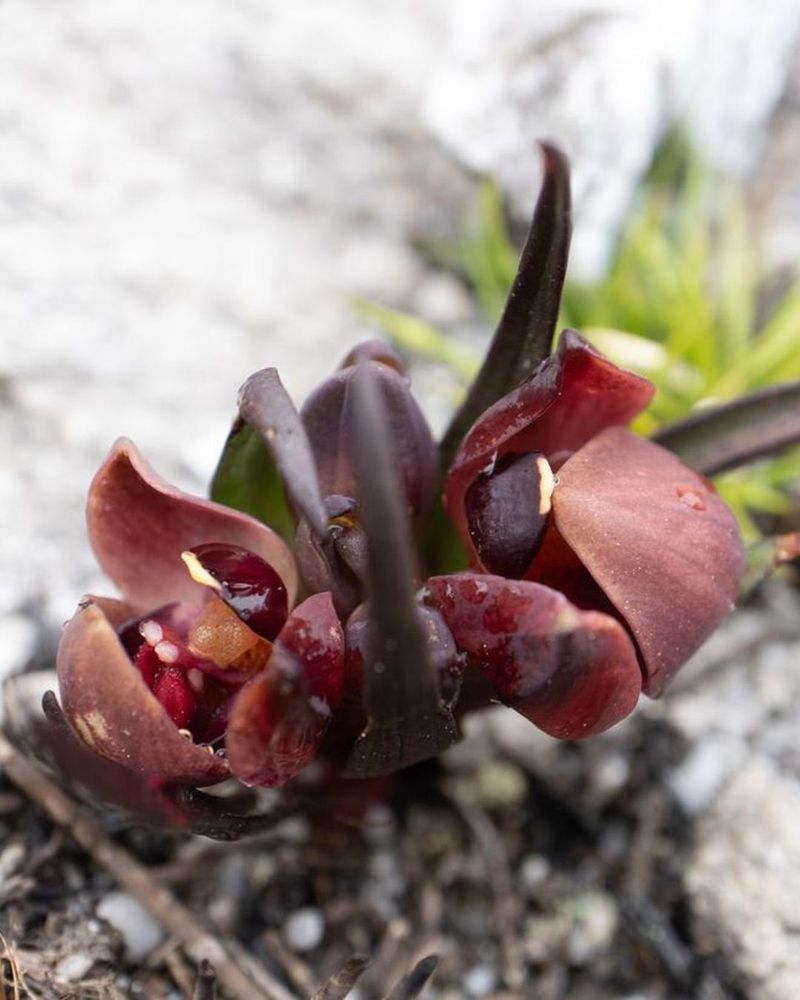 A brownish-red flower with multiple thick petals.