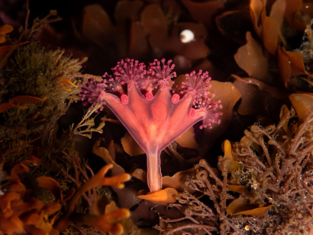 A red cnidarian with five stalks ending in short tentacles.