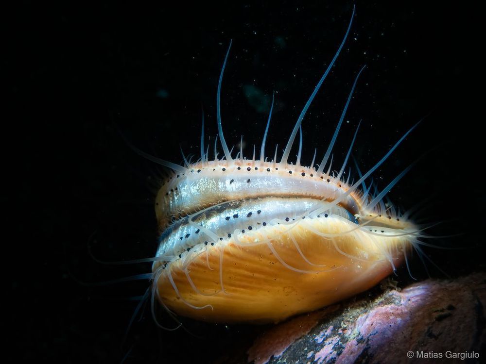 A live scallop with a pale yellow-pink shell perches on a rock.