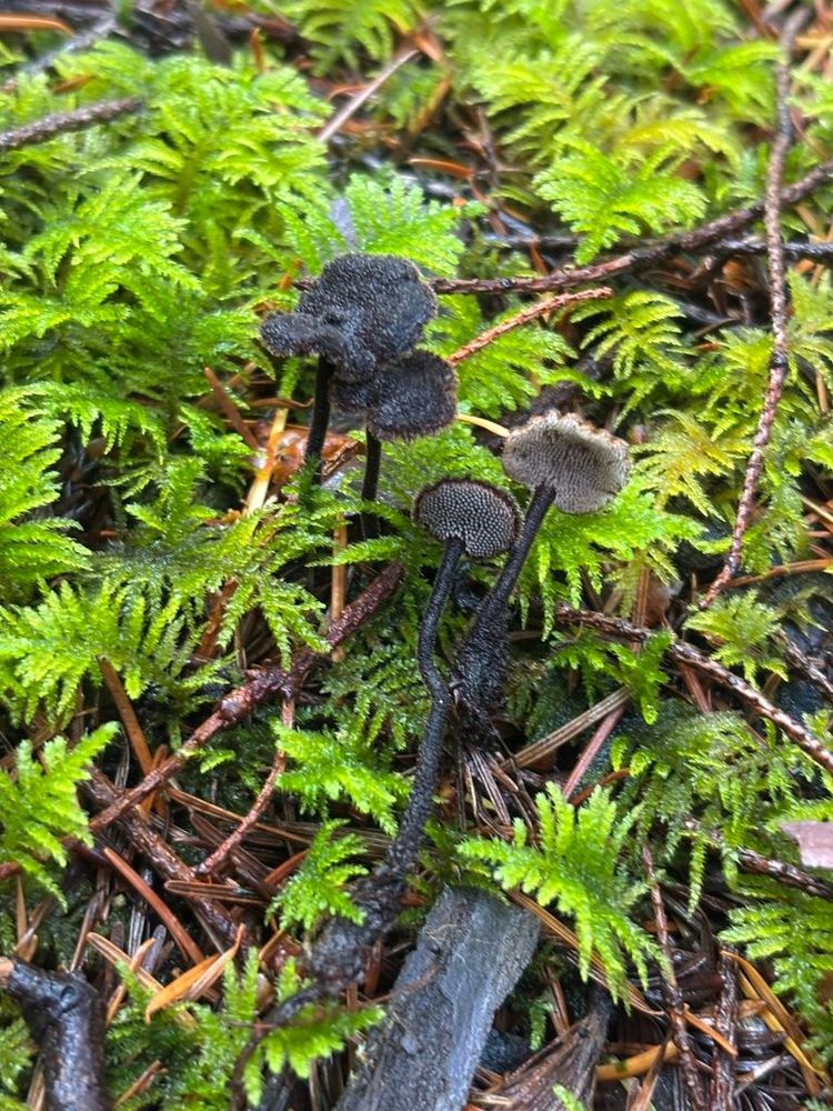 Several earpick fungus mushrooms. Each has a dark brown, round cap covered with fine bristly hairs that grow on a thin, hairy stem. Underneath the caps are tiny tooth-like spines. 