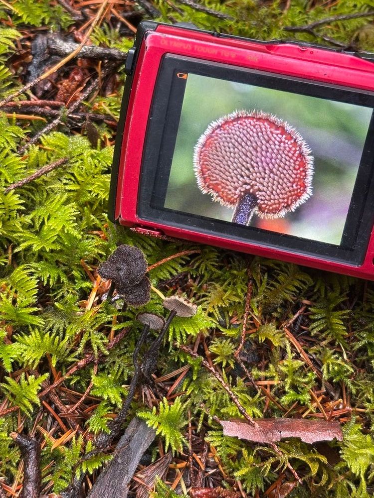 Earpick fungus next to a camera that displays a close-up of the underside of a cap. The mushrooms are very small in comparison to the handheld camera.