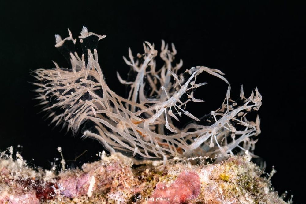 This sea slug looks like a pile of white strings interwoven together in an amorphous blob — it's almost unbelievable that it's a sea slug!