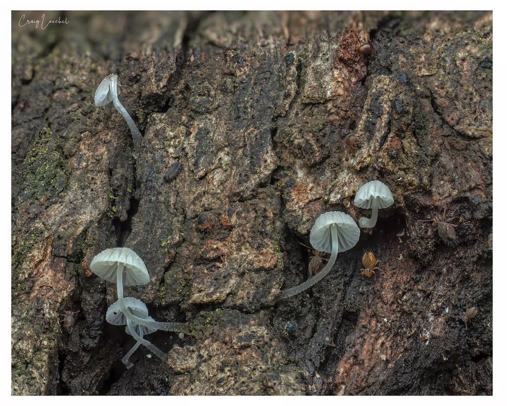 Lots of springtails crawl among the bark in between the white translucent mushrooms. The springtails are much smaller than the mushrooms and can be difficult to spot because they blend in quite well with the bark.