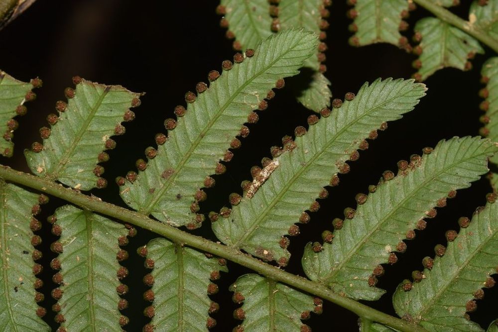 A close-up of a fern with ridged leaves.