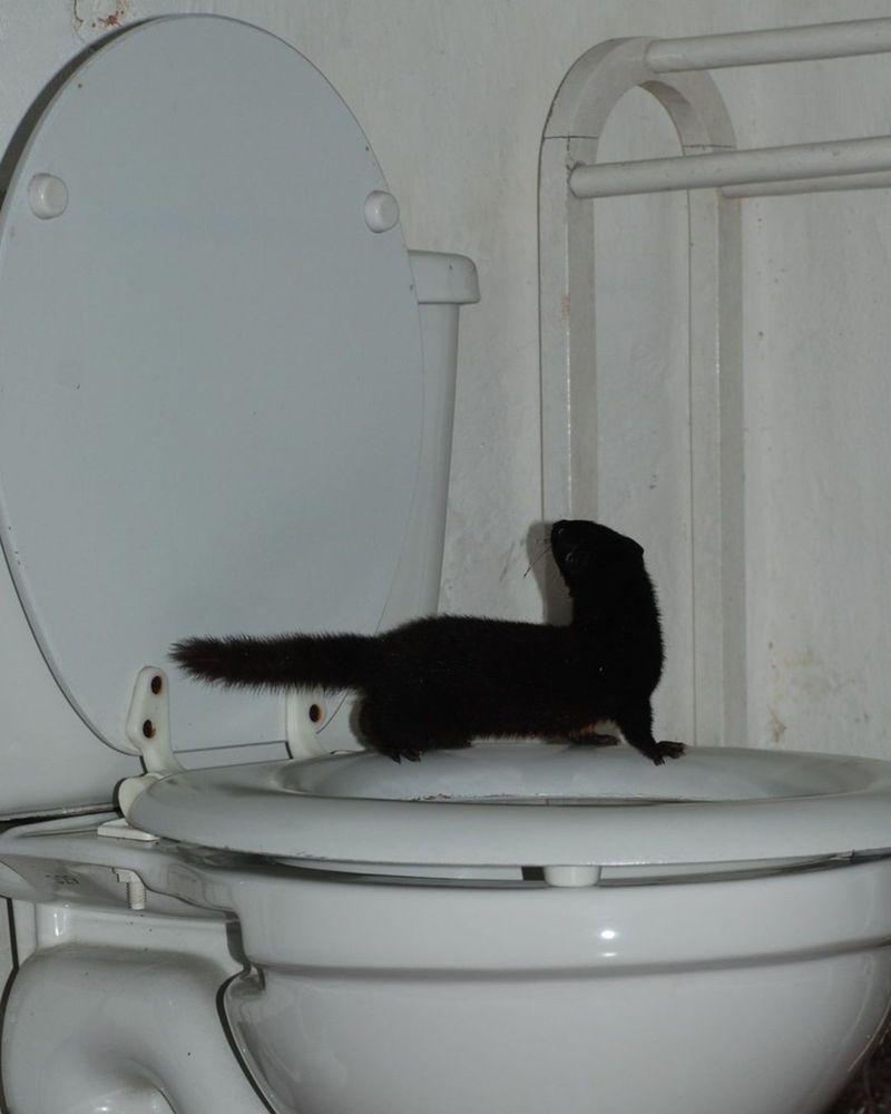 A dark-colored weasel perches on the rim of a white toilet (no, really). 