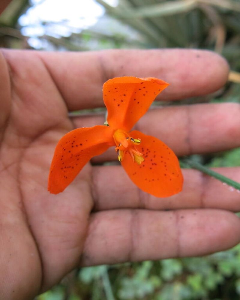 Paul's hand sits behind the bright orange flower to help the camera focus.