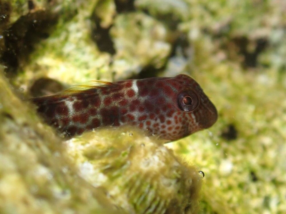 An oblong fish with rusty red-colored spots pokes its head out of a rocky crevice.