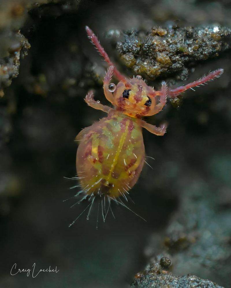 This springtail has six legs, two antennae, and a colorful pinkish-red, yellow, and green-ish patterning.