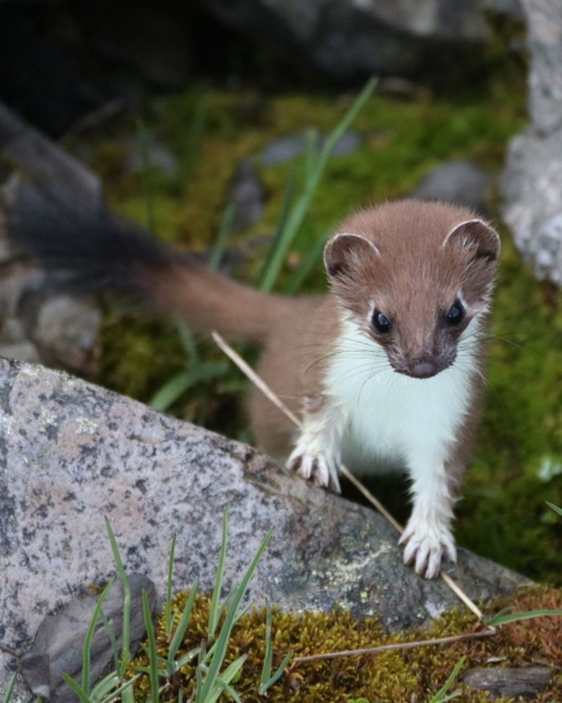 The stoat is mostly brown with a white underbelly and a black-tipped tail. 