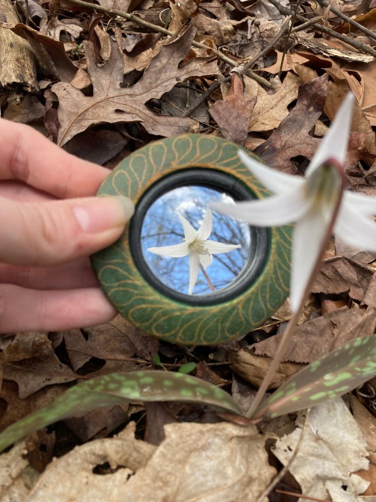 A hand holds a mirror under a drooping white fawnlily flower so we can see the flower's face more clearly. It has six white petals. 

