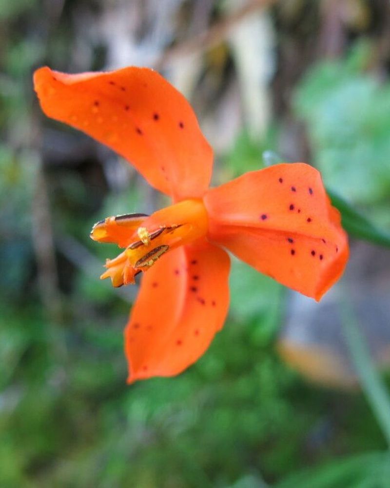 The flower has three bright orange petals.