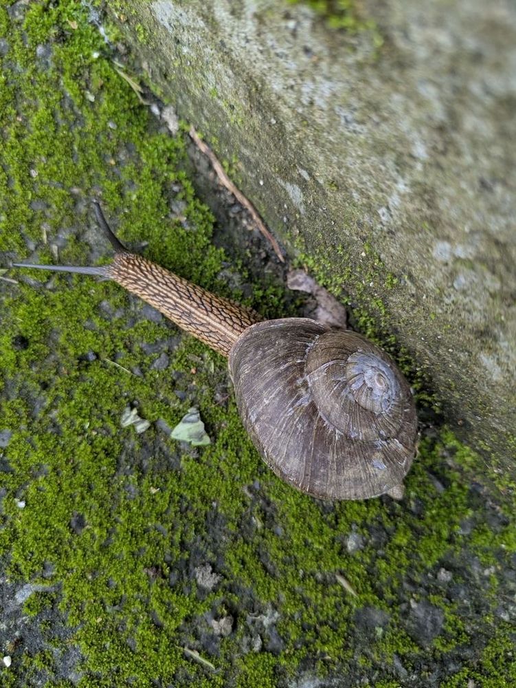 A brown and cream mottled snail with a pale brown shell crawls along some moss.