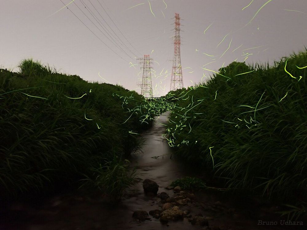 iNaturalist: 