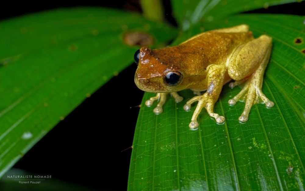 A small yellowish-brown frog perches on a leaf.