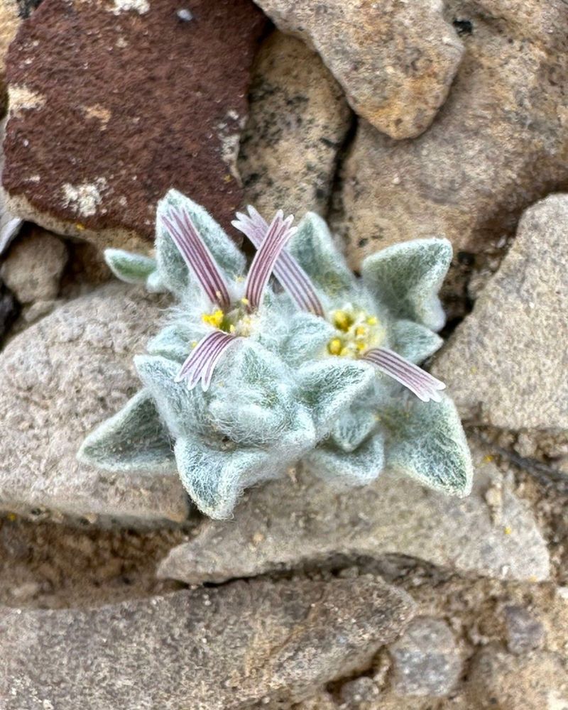 A fuzzy, pale green plant with red, white, and yellow details is nestled in among large rocks.