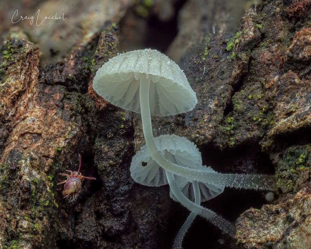 A small six-legged, colorful creatures ventures across some bark, where translucent and delicate white mushrooms sprout out. 