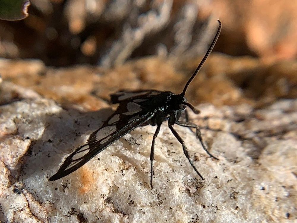 A moth with triangular-shaped, iridescent wings with white spots perches on a rock.