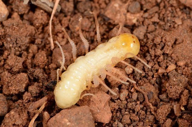 A pale larva with two red eye spots and 10 appendages.