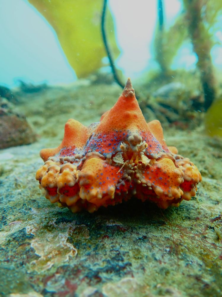 A small orange king crab faces the camera. It has a large number of small blue dots on its shell. 