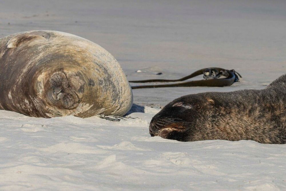 Two elephant seals doze on the sand.