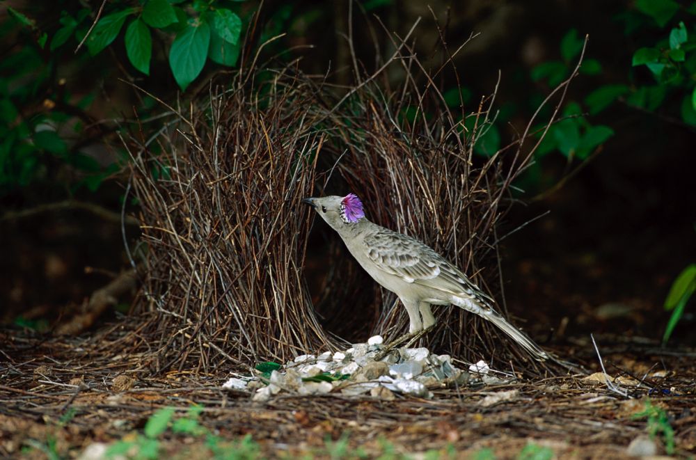 Male bowerbirds build acoustics into their love shrines