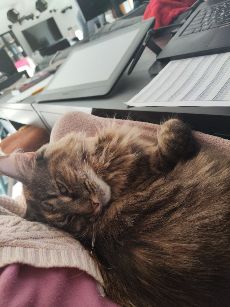 Norwegian Forest Cat distracts you from ur study
