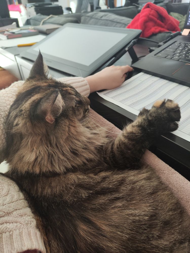 Norwegian Forest Cat is very studious