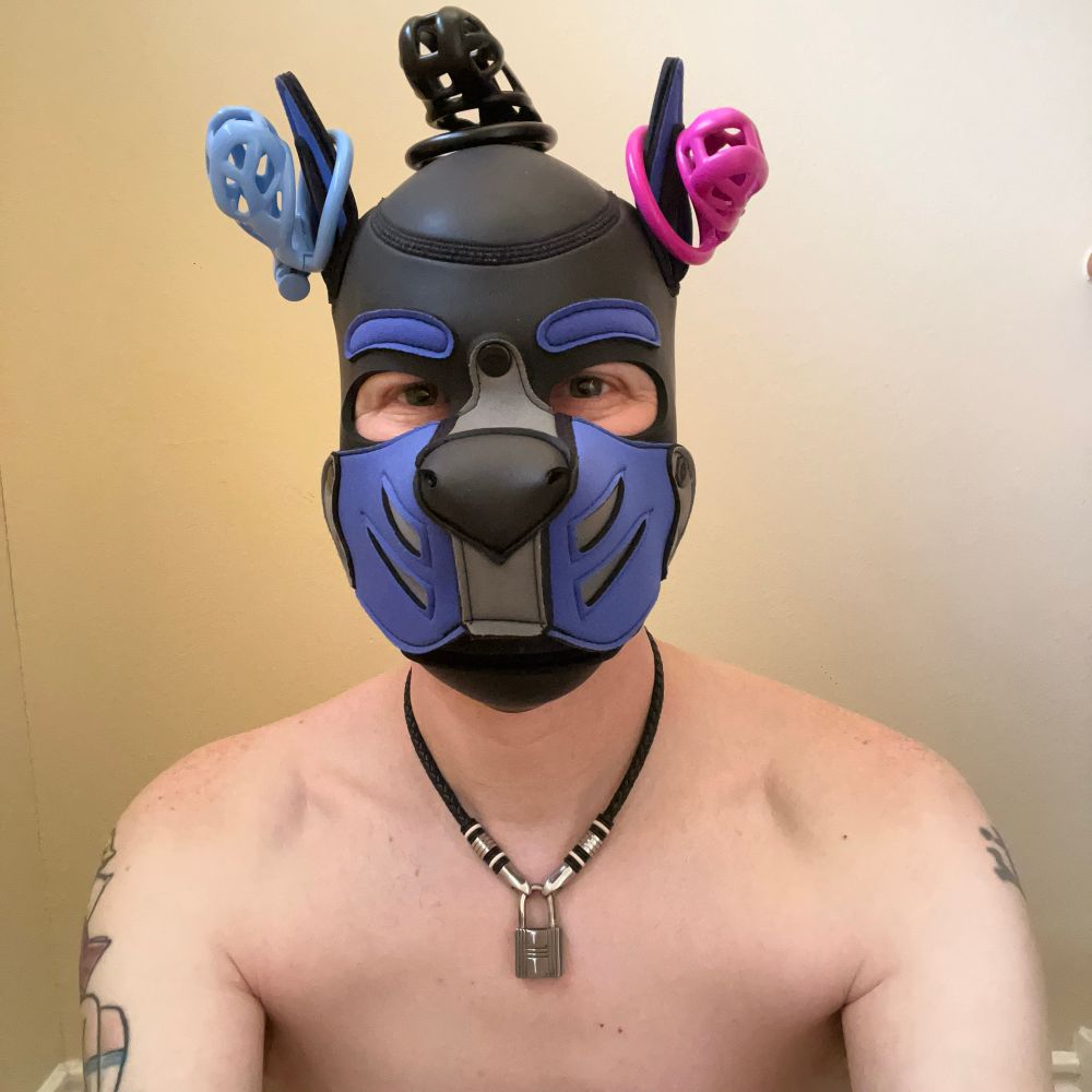A shirtless human pup has a chastity cage hanging off each ear, and another balancing on the top of his head. 