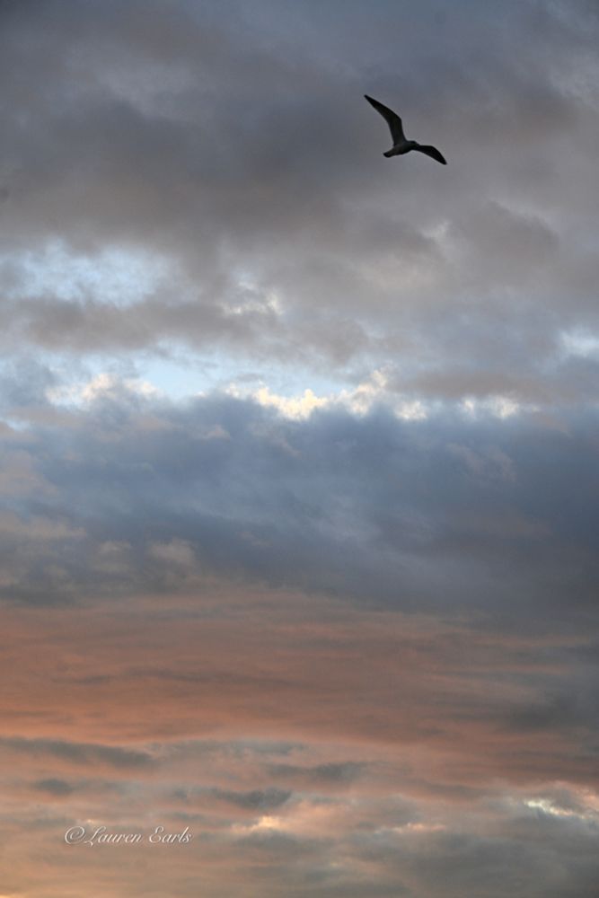 A lone Seagull in silhouette soars at the top right of the photo. It's backdrop is a cloudy sunrise cloudscape that is dark blue and gray with windows of clear light blue and white on top and in the middle and pinkish-orange and gray-blue at the bottom.