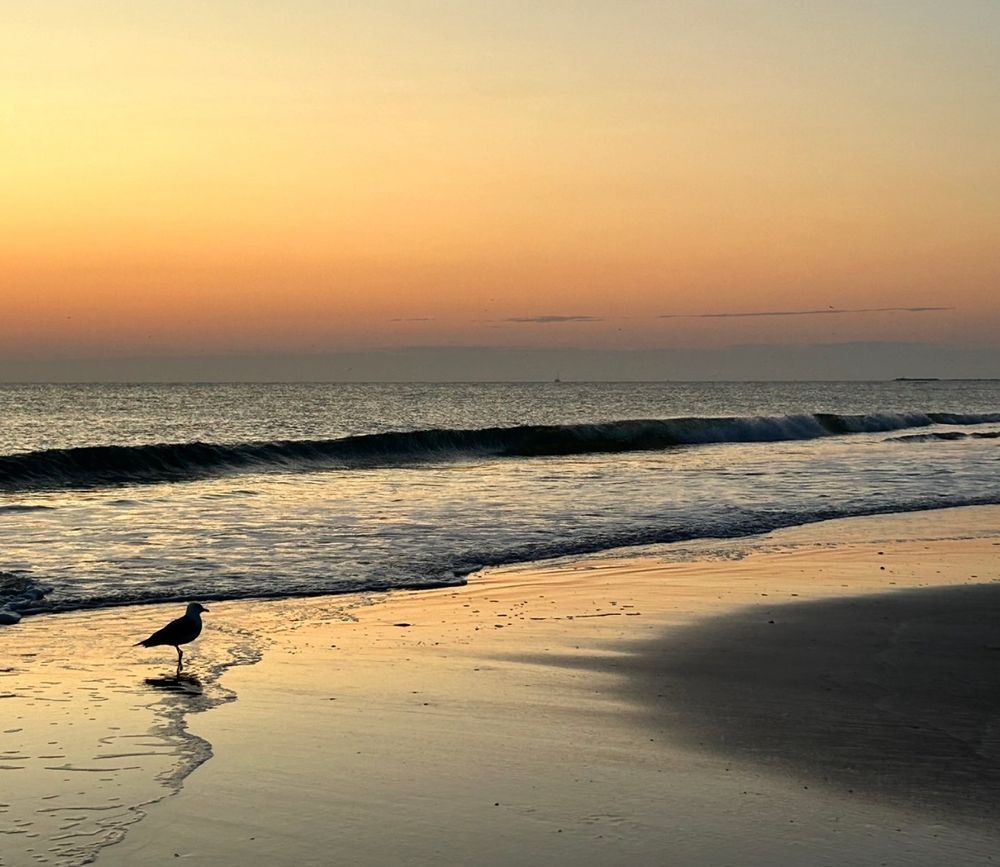 A lone, silhouetted Laughing gull stands near the bottom left corner in gray, orange-lit wet sand, its black reflection below it. Beyond it is the silvery water of the Atlantic Ocean meeting the shore on the diagonal across the entire mid-ground of the photo. A small black-colored breaking wave spans the mid-ground above it, also on a diagonal across the photo. Above and beyond that is the seemingly endless silver waters of the Atlantic Ocean at sunrise and the charcoal (at the bottom), orange, and yellow (at the top)  horizontal  strips of sunrise sky.