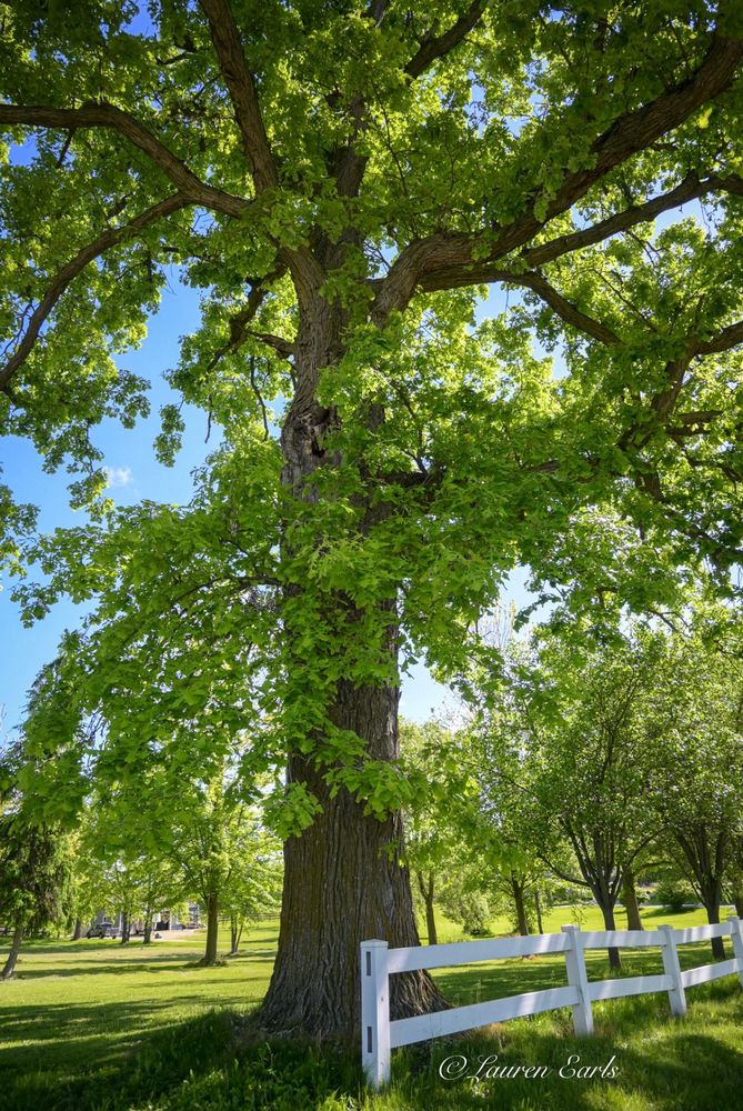 A big, thick elm that takes up the entire photo, fully leafed out, stands on a manicured lawn. Behind it are many other fully leafed trees, sunlit and shaded grass, and a blue sky and a couple small, white clouds. In front of it is a white, split rail fence that terminates in front of the tree.