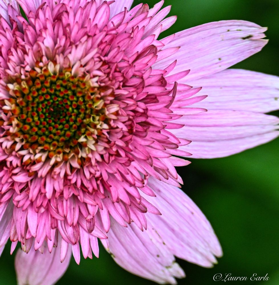 The photo is of about 1/3 of A pink Coneflower (Echinacea) bloom. In the far left upper mid-ground is its green and red Spiny disk, surrounded by fuchsia inner petals that comprise most of the left side and some of the middle. Protruding outward are six light pink outer petals that take up most of the rest of the photo. In the bottom right corner is the blurred green of surrounding leaves.