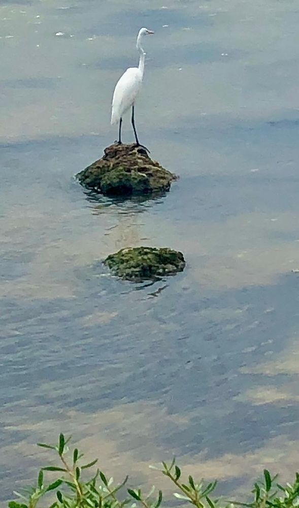 A Great Egret stands with its back to us, facing slightly right, on top of a mossy rock in the  shallow gray blue and green water of the Atlantic Ocean off the coast of Key West Florida. In  the immediate foreground are green water plants. A smaller mossy rock sits in the water ahead of the Egret’s rock perch.