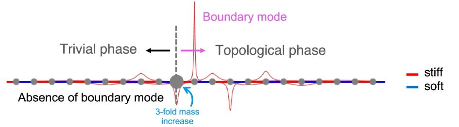The image shows a chain with 21 solid circles representing masses, connected with alternating colored lines symbolizing stiff and soft springs. The diameter of circle no. 10 is larger, and label as "3-fold mass increase". The image attempts to convey that two vibrational phases are defined to either side of the chain, when increasing the mass at a point of such mass-spring chain composed of alternating spring chains realising the 'SSH model'. To the right side, the phase is denoted topological because the corresponding Hamiltonian is classified via a nontrivial topological index. To the left side, the phase is classified with a trivial index. Only in the topological phase, is a longitudinal boundary mode found, which is exponentially localized to the right of the heavy mass, and is represented in the image by a red line indicating the amplitudes of vibrational mode. The red line shows a large amplitude to the right of to the heavy mass, then a small amplitude, then a medium amplitude, then a small amplitude and then a vanishing amplitude centered on the solid circle no. 7 to the right. Left to heavy mass on the trivial vibrational phase side of the chain, only a small amplitude centered on the solid circle no. 2 to the left, is indicated by the red line. 