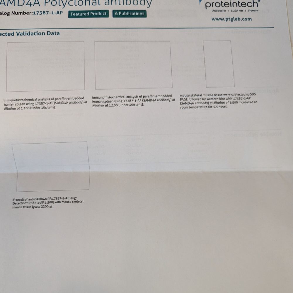 The back of a proteintech antibody product sheet with empty boxes where validation images should be