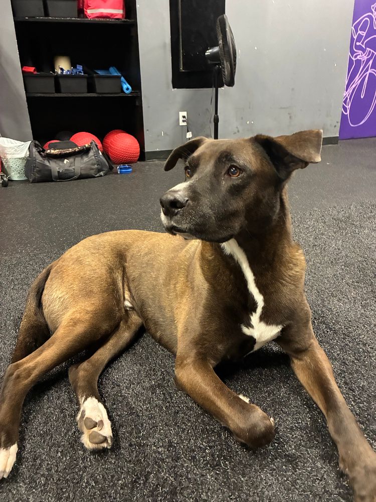An incredibly dignified large breed dog in the gym 